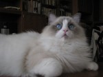 colombo andilek malicky