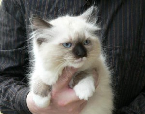 ati vyraz