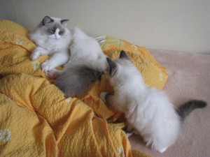 poj si hrt!