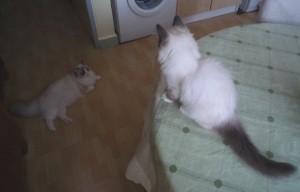kuk!