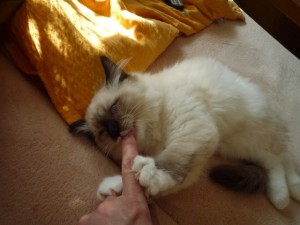 mlko netee!