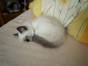 nava