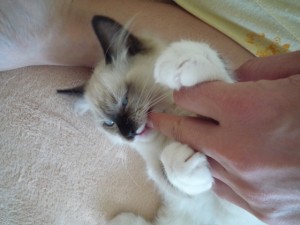 u mm zuby!