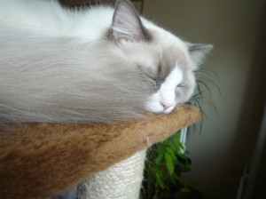 Colombo spink
