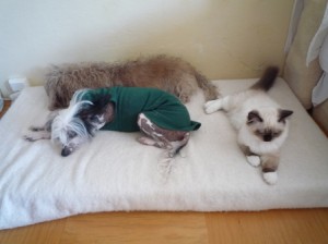 pohoda s pejsky