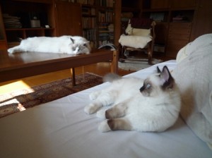 siesta