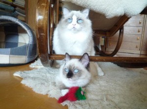 kocour-koka-myika