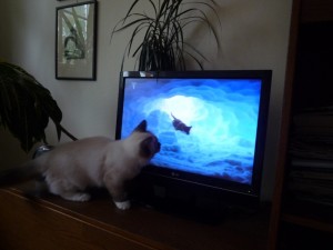 tv 1