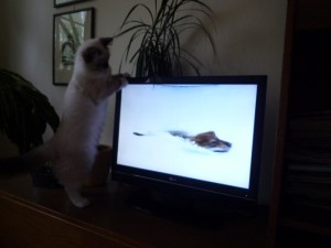 tv 4