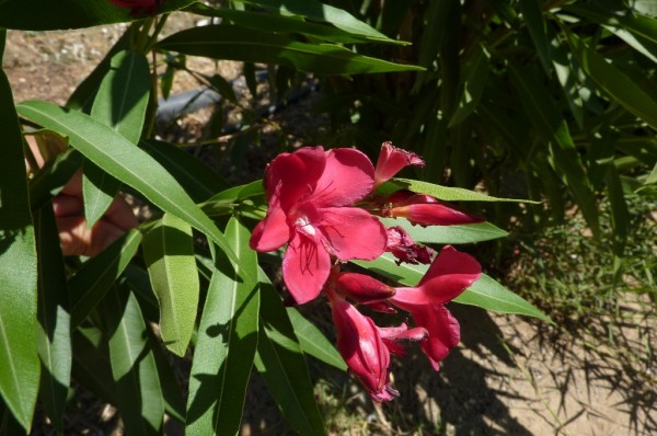 P1010193